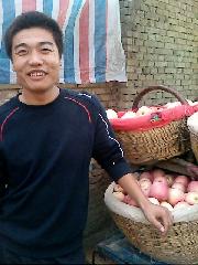 204年紅富士蘋果價(jià)格/陜西冷庫(kù)紅富士蘋